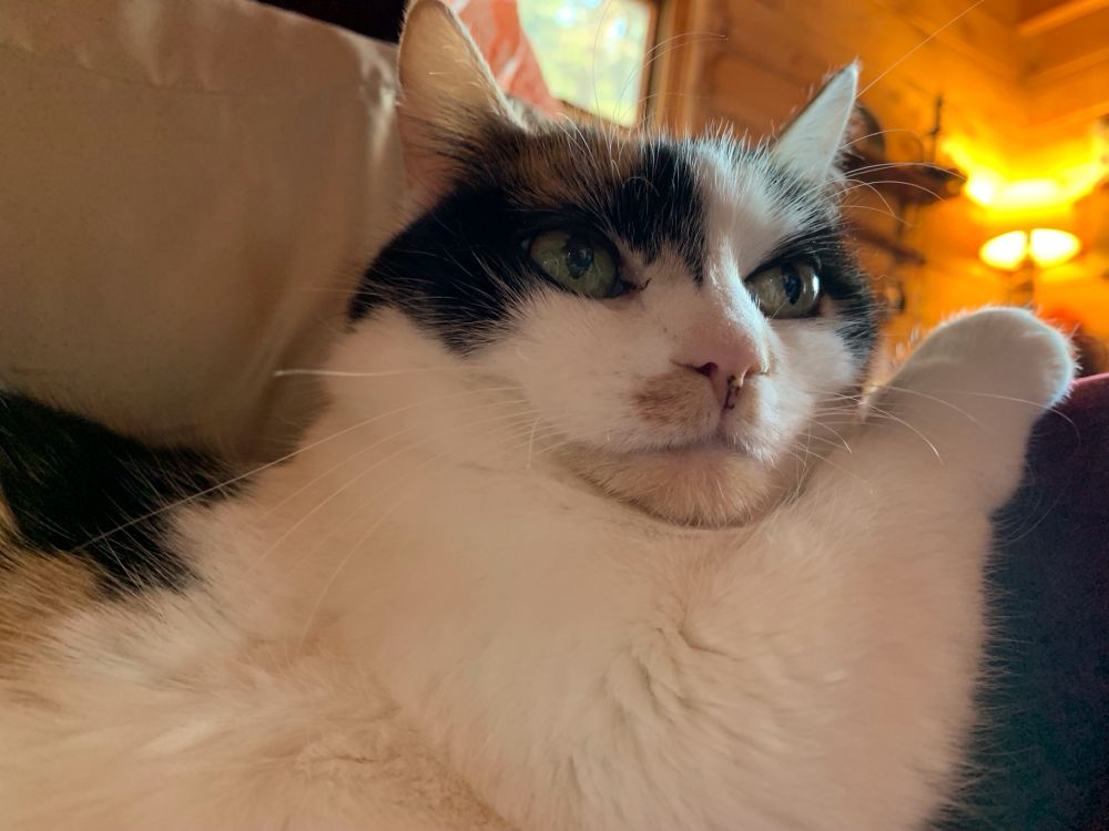 Callie, a mostly white calico, gazing to the right of the camera. Her chin is on her right foreleg, which is stretched in front of her with her paw resting on the arm of the chair. Alert ears. What is she thinking?