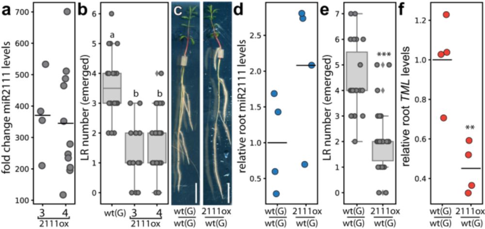 A micro RNA mediates shoot control of root branching - Nature Communications