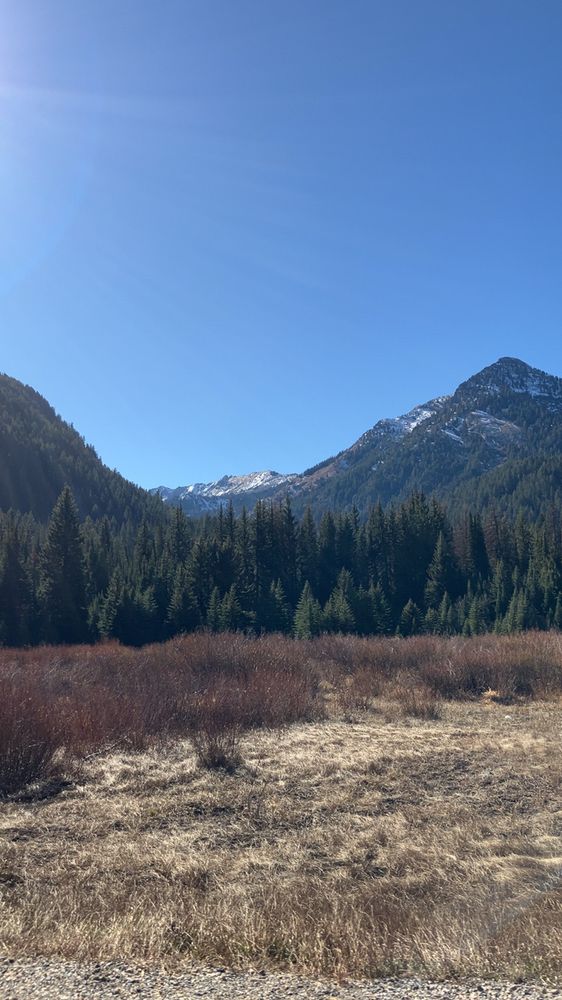 A view of mountains, some with snow surrounded by pine trees and tall and short grasses in the foreground. A clear blue sky frames the mountains. 