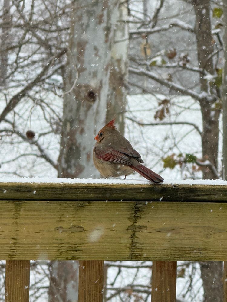 Cardinal on rail