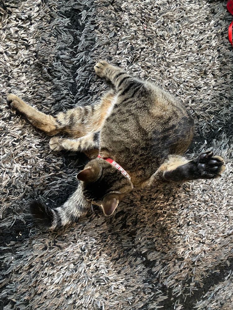 Brent the tabby cat contorted to clean himself