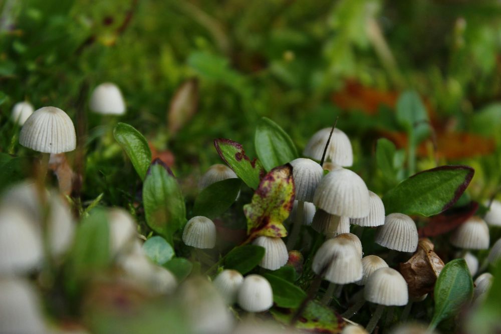 photo illustrative de champignon - Lasma Artmane, depuis unsplash.com