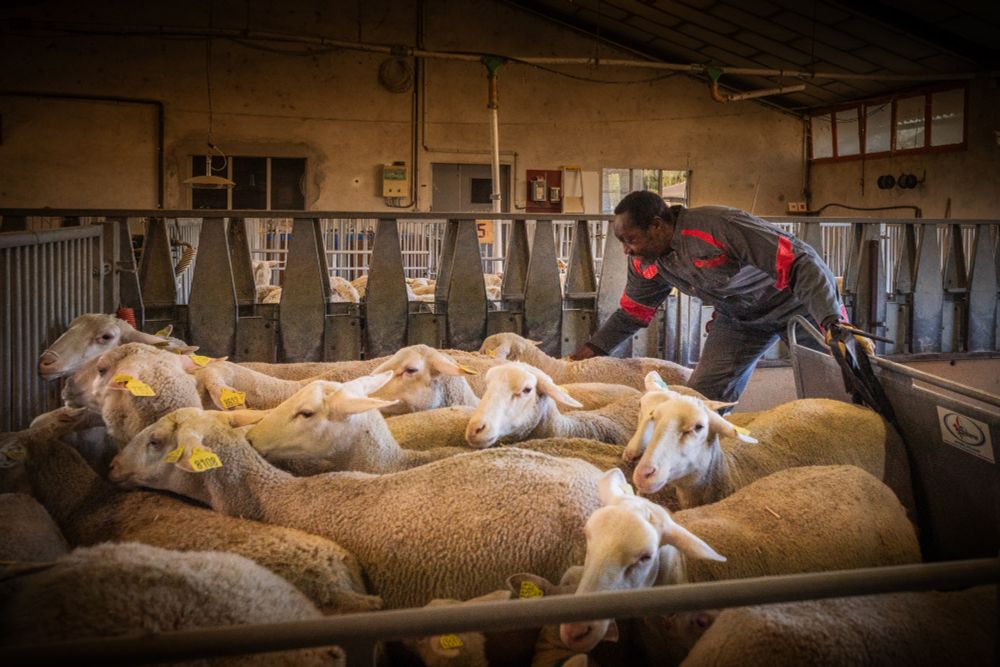 Troupeau d’ovins allaitants de race Romane au sein de l'installation expérimentale de GenPhySE