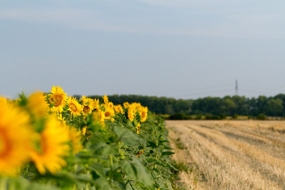photo de tournesols en champs - unité expérimentale grandes cultures du centre INRAE Occitanie-Toulouse