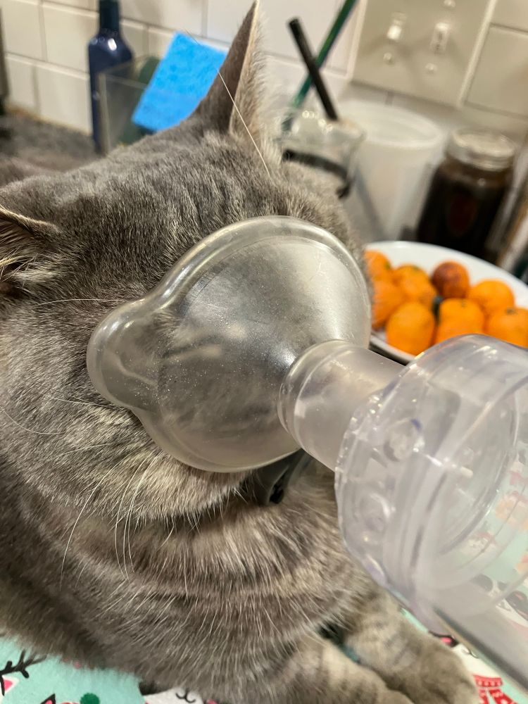 Different view of gray striped cat with a clear plastic inhaler chamber on his face. Also a random bowl of oranges in the background. 
