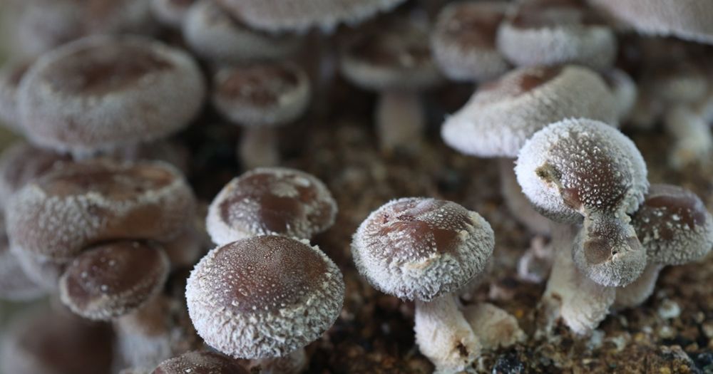 More than mushrooms—what do the mycologists at Purdue study?