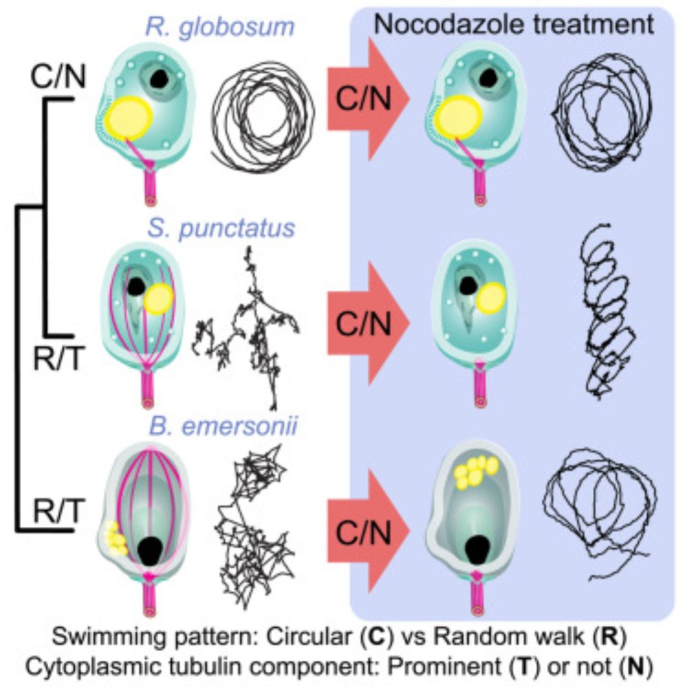 Evolutionarily diverse fungal zoospores show contrasting swimming patterns specific to ultrastructure