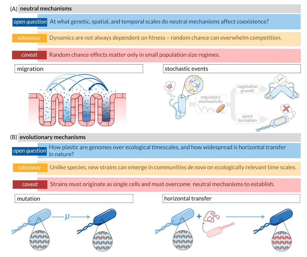 Figure 3 illustrates neutral and evolutionary mechanisms that could contribute to strain-level coexistence in microbial communities.
The figure is organized in two main sections (A-B), each presenting different mechanisms with their takeaway insights and caveats:

(A) Neutral mechanisms: Divided into "migration" (left) showing bacteria moving between spatial compartments, and "stochastic events" (right) depicting regulatory stochasticity, vegetative growth, and spore formation. The takeaway states that dynamics aren't always fitness-dependent as random chance can overwhelm competition. The caveat notes these effects only matter in small population regimes. An overarching question asks at what genetic, spatial, and temporal scales these neutral mechanisms affect coexistence.

(B) Evolutionary mechanisms: Divided into "mutation" (left) showing genetic changes within a lineage, and "horizontal transfer" (right) depicting acquisition of genetic material from other organisms. The takeaway highlights that unlike species, new strains can emerge de novo on ecologically relevant timescales. The caveat emphasizes that strains must originate as single cells and overcome neutral mechanisms to establish. The opening question asks how plastic genomes are over ecological timescales and how widespread horizontal transfer is in nature.

Each mechanism is visually represented with bacterial cells containing simplified genomes, with genetic changes highlighted in red.