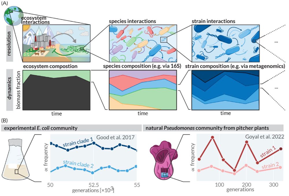 Figure 1 illustrates the concept of coexistence across taxonomic scales.

Panel A shows a hierarchical view of ecological interactions and community dynamics at three levels of resolution. The top row depicts schematic interactions (shown with arrows) at ecosystem, species, and strain levels, zooming in progressively from left to right. The bottom row shows corresponding temporal dynamics of biomass composition at each level, with colored areas representing relative abundance over time.

Panel B provides two specific examples of strain coexistence: Left shows an experimental E. coli community (from Good et al. 2017) with two strain clades persisting over 50,000-55,000 generations in a laboratory flask. Right shows a natural Pseudomonas community from pitcher plants (from Goyal et al. 2022) with two strains coexisting over 300 generations with fluctuating but persistent relative frequencies.

The figure demonstrates how diversity and coexistence patterns exist at multiple biological scales, with particular focus on strain-level diversity that represents the "paradox of the sub-plankton" discussed in the paper.
