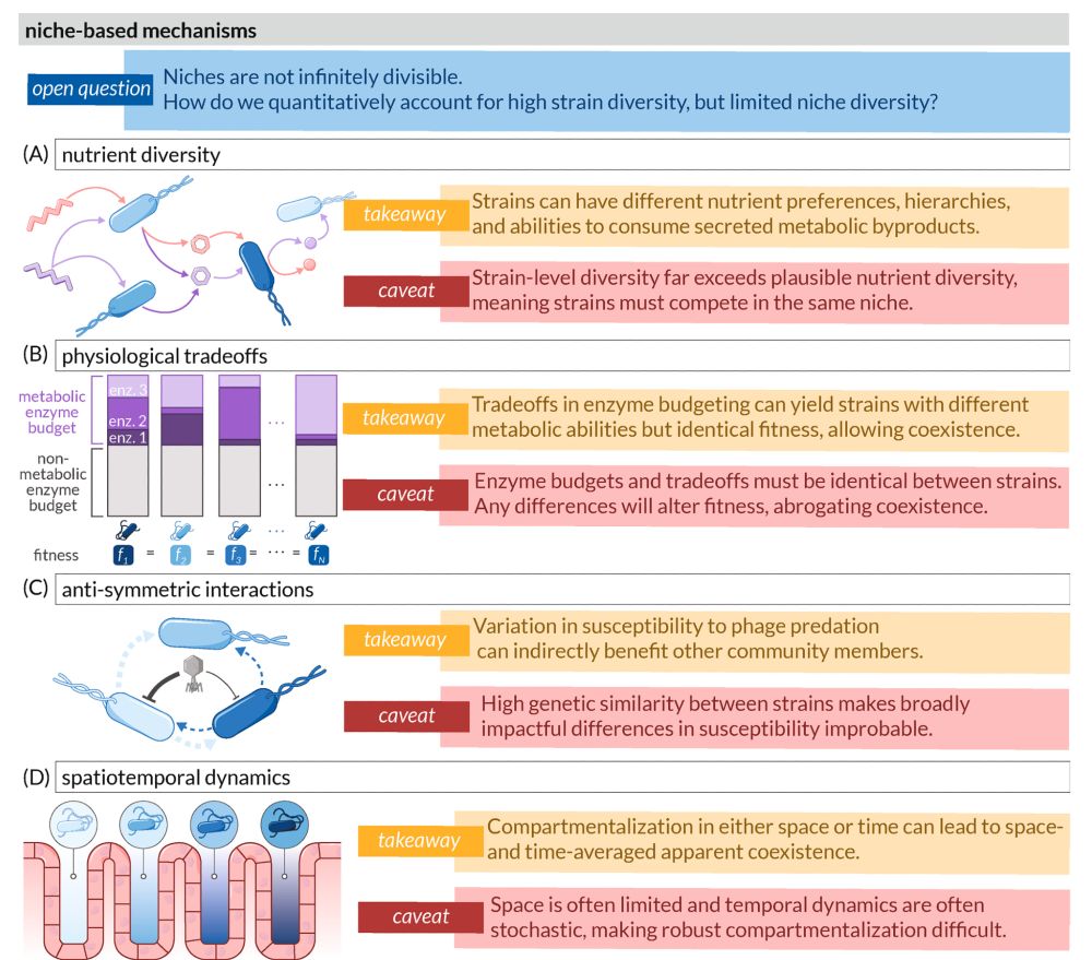The figure is organized in four sections (A-D), each presenting a different mechanism with its takeaway insight and caveat:

(A) Nutrient diversity: Shows bacteria interacting with different nutrients and metabolites. The takeaway is that strains can develop different nutrient preferences and abilities to consume secreted metabolic byproducts. The caveat notes that strain diversity typically exceeds plausible nutrient diversity, forcing strains to compete within the same niche.

(B) Physiological tradeoffs: Visualizes how different strains allocate their enzyme budget. The takeaway is that tradeoffs in enzyme allocation can yield strains with different metabolic abilities but identical fitness, enabling coexistence. The caveat highlights that any difference in enzyme budgets would alter fitness and disrupt coexistence.

(C) Anti-symmetric interactions: Depicts phage-bacteria interactions. The takeaway is that variation in susceptibility to phage predation can indirectly benefit other community members. The caveat notes that high genetic similarity between strains makes significant differences in susceptibility unlikely.

(D) Spatiotemporal dynamics: Shows bacteria in different spatial compartments. The takeaway is that compartmentalization in space or time can lead to apparent coexistence when averaged across dimensions. The caveat points out that limited space and stochastic temporal dynamics make robust compartmentalization difficult to achieve.

At the top, an overarching question is highlighted: "Niches are not infinitely divisible. How do we quantitatively account for high strain diversity, but limited niche diversity?"