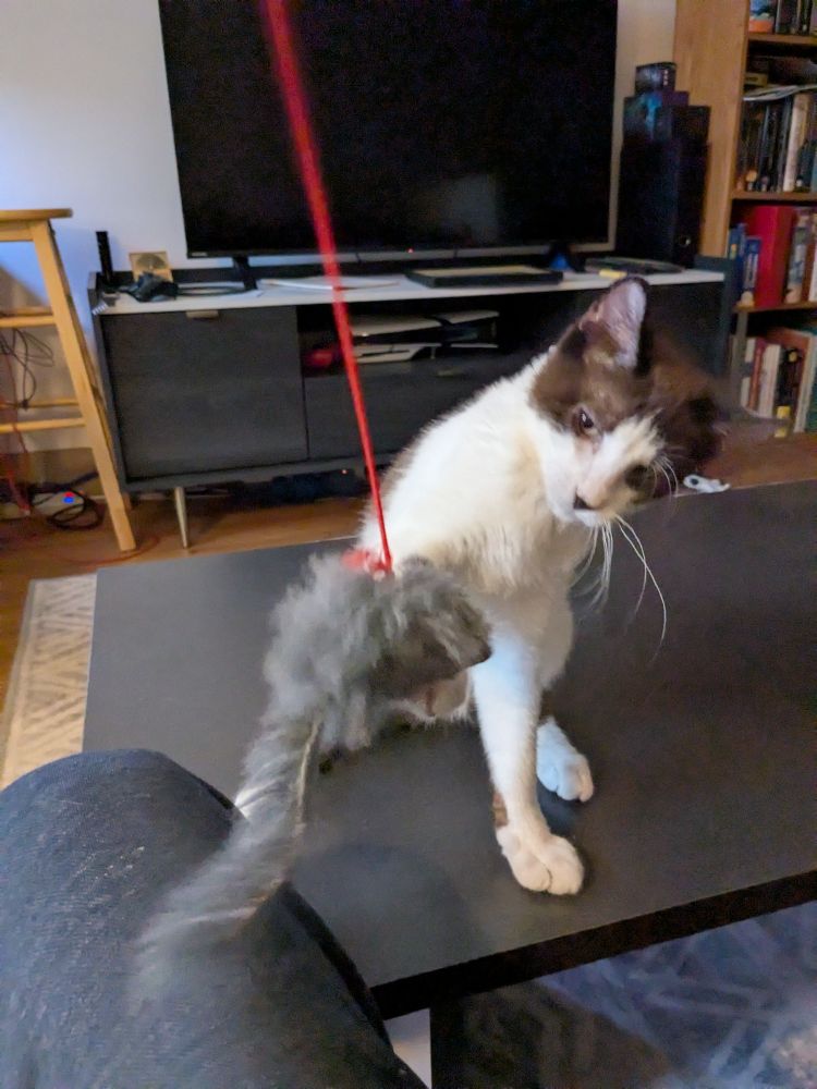 Leonardo, the white and brown cat, attacks his stuffed nemesis, Grey Mouse.