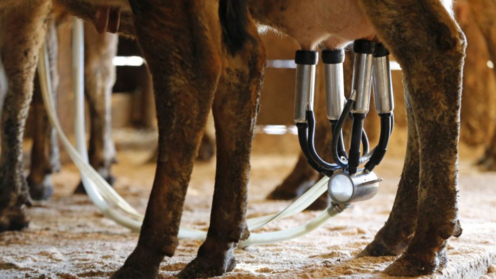Public health officials in Florida are reporting 21 cases of campylobacter and E. coli infections linked to drinking raw milk, all from the same farm.