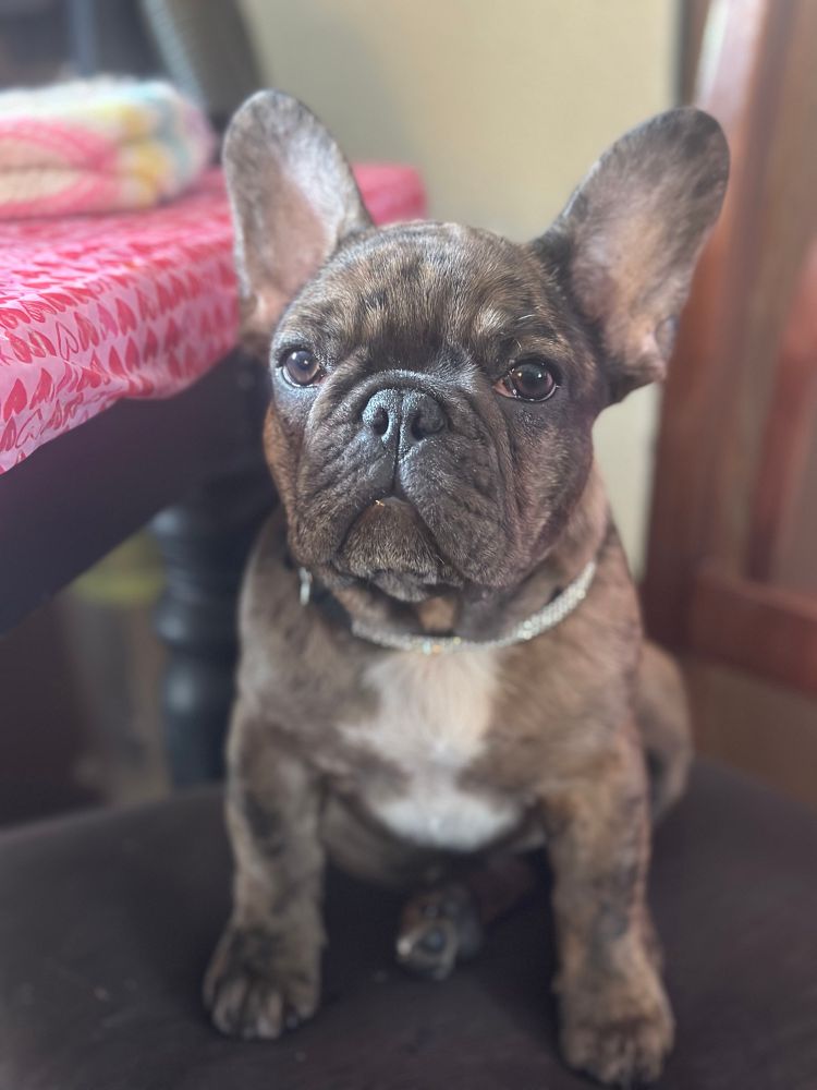 4 month old brindle colored French bull dog named tsunami. Squishiest cutest kissiest face ever. She will lick you happily. 