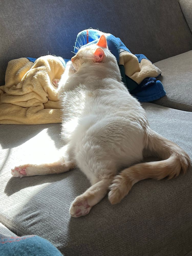 Cheese, the flame point Siamese, is laying in the couch, a sunbeam cast upon him as he rests against a blanket.