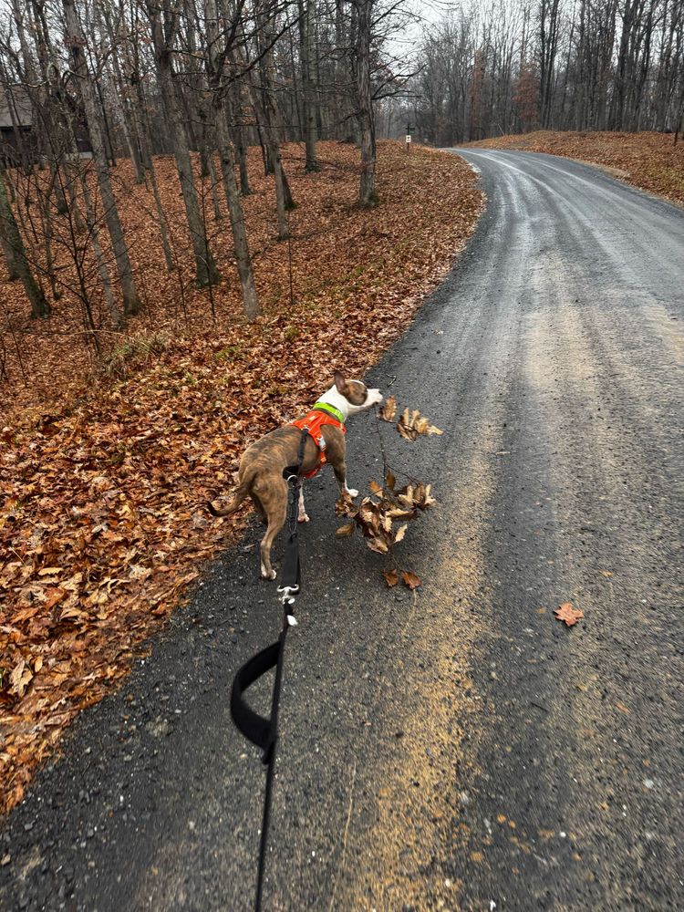 Brindle and white dog with a green collar and bright orange harness is carrying a stick with dead leaves on a wet country road in WV. 
