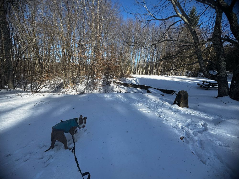 Brindle and white dog in a teal coat at a snow-filled park. A stone grotto in the background is the headwaters of the Southern Branch of the Potomac River. 