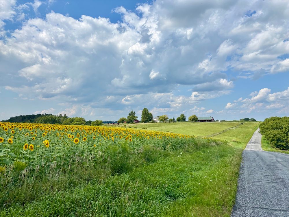 On the right a quiet road. On the left a field of sunflowers. Above, the sky is blue with puffy white clouds 