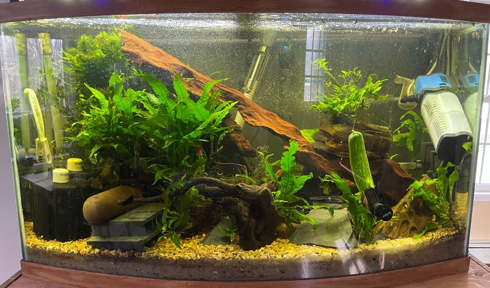Fish tank with large Java fern and Anubis plants, among rocks and driftwood. 