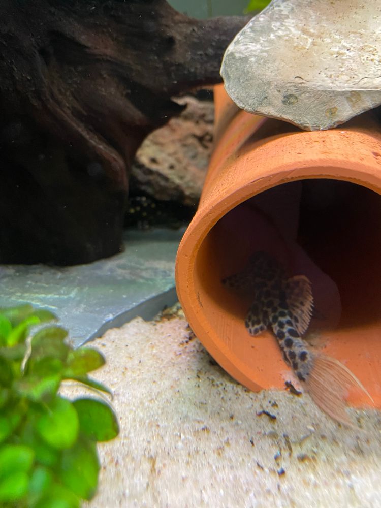 Photo of a bottom part of a tropical freshwater fish tank. In the right is a ceramic cave with a leopard spotted, red tailed, catfish in the entrance. Behind on the left there is a blurry spotted fish. 