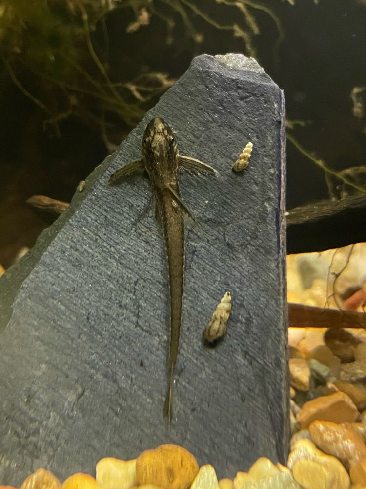 Long weird catfish called a red lizard fish, attached to a rock. 