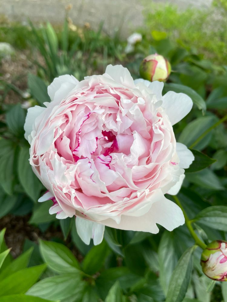 Pink peony flower set against a green leafy backdrop. 