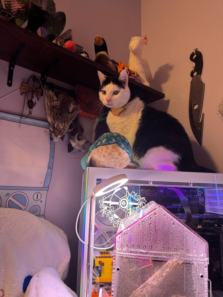 Large tuxedo cat sitting on top of a desktop computer tower where he’s not supposed to be