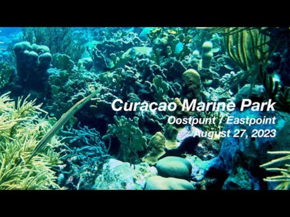 Curaçao Marine Park - Oostpunt / Eastpoint - August 27, 2023