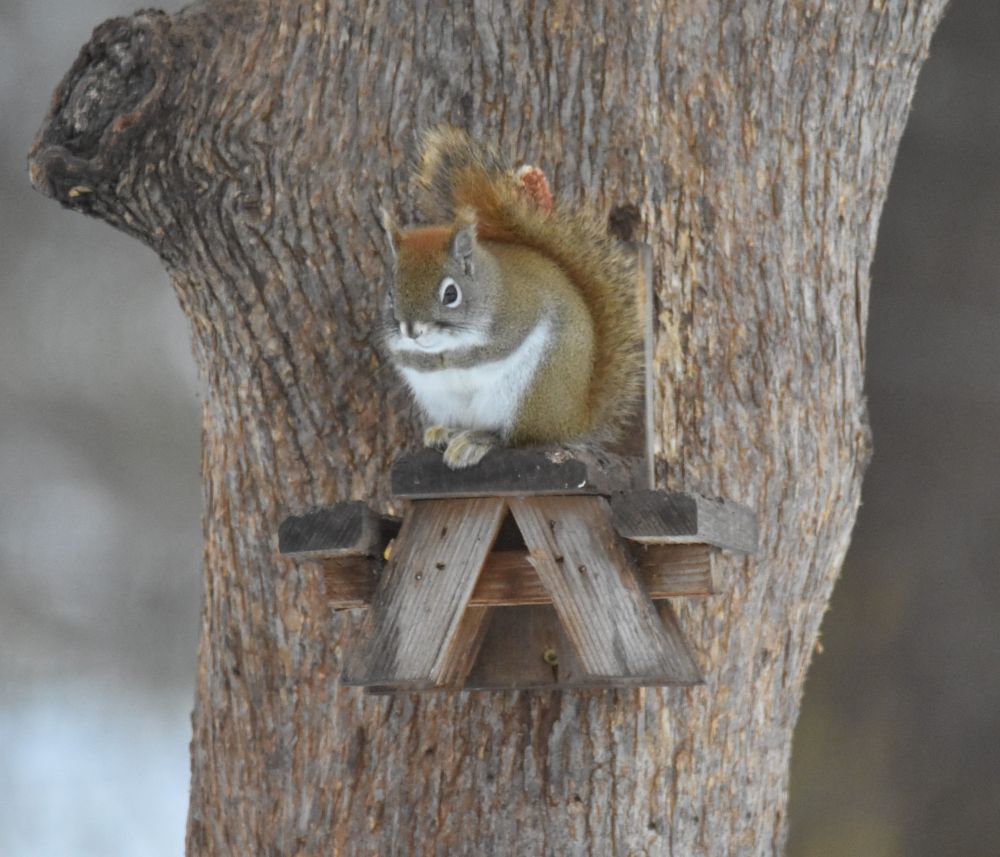 American Red Squirrel perched on top of a cedar picnic bench shaped feeder. Its front paws are held together in front of its fuzzy, bright white chest.

It looks to be politely inquiring whether you're okay, if you're finding any moments of joy in your day, and whether you know when next the feeder might be replenished?
