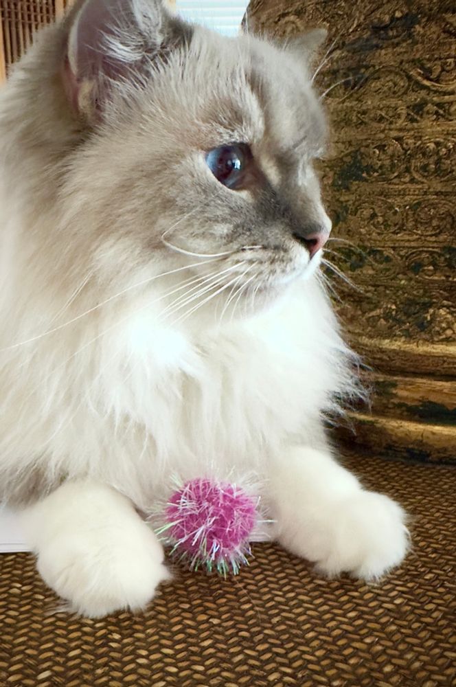 Minx, the white and grey lynx patterned Ragdoll kitty, sits atop CatMom’s desk with Pinky, her fav sparkle ball. Both of them have white “whiskers.”