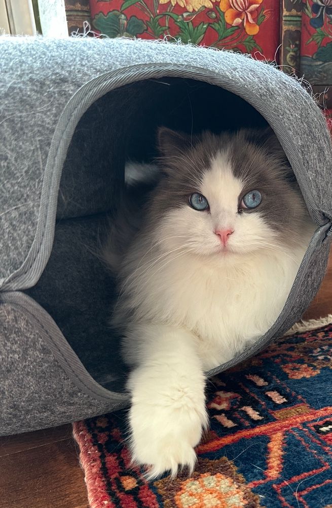 Kismet, the fluffy white and grey bicolor Ragdoll kitty, looks toward the week ahead with optimism from a cosy spot inside his kitty “donut”. 