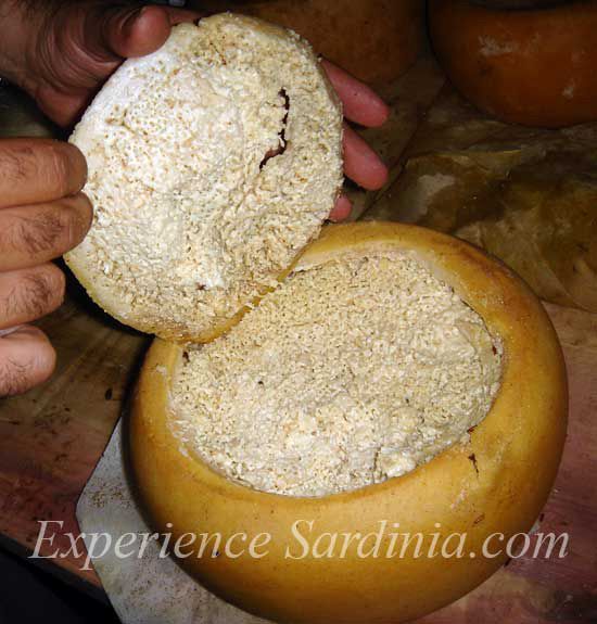 Casu Marzu:
Maggot cheese from Sardinia, Italy.