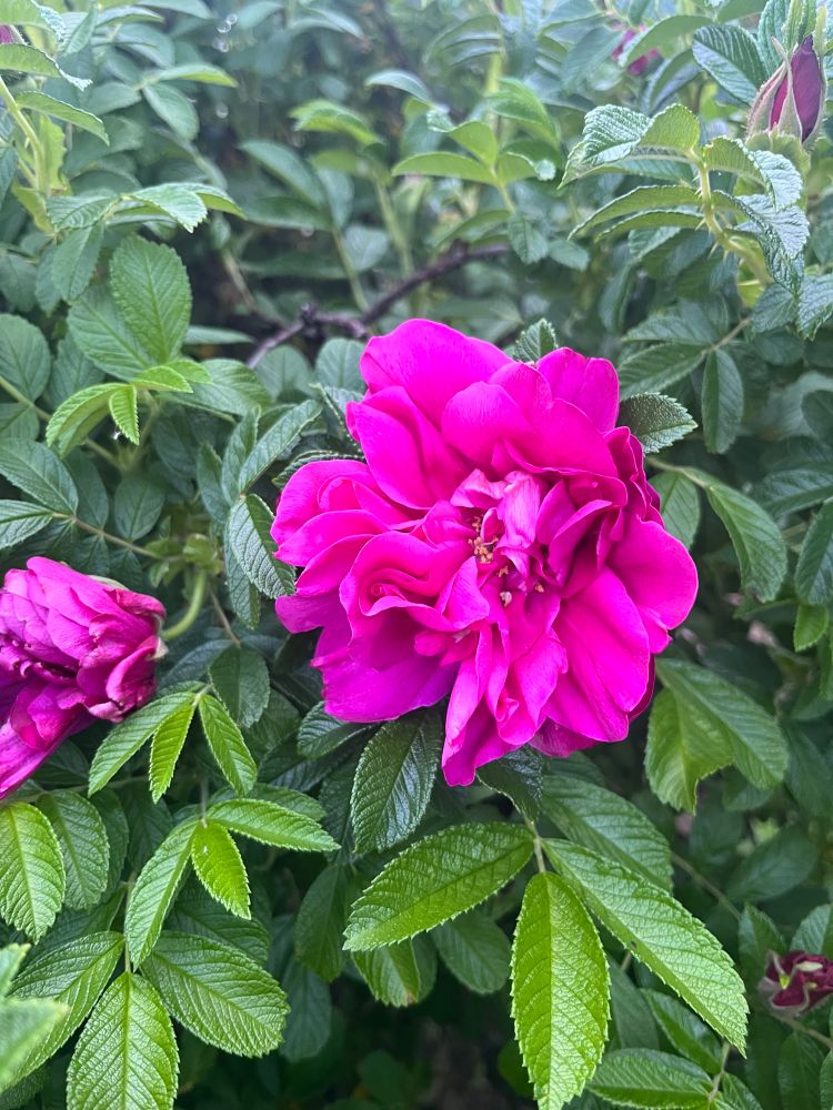 A close up of bright magenta wild rose blooms with green foliage