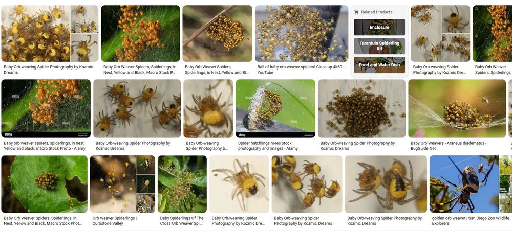 Image search results of baby orb weaver spiders.