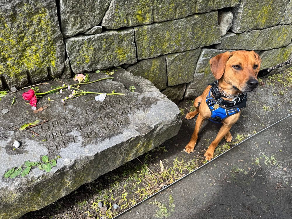 Comet, a copper coated hound, sits respectfully near the memorial marker for Giles Corey a victim of the Salem witch trials whose famous last words being crushed to death by stones was “More Weight!”