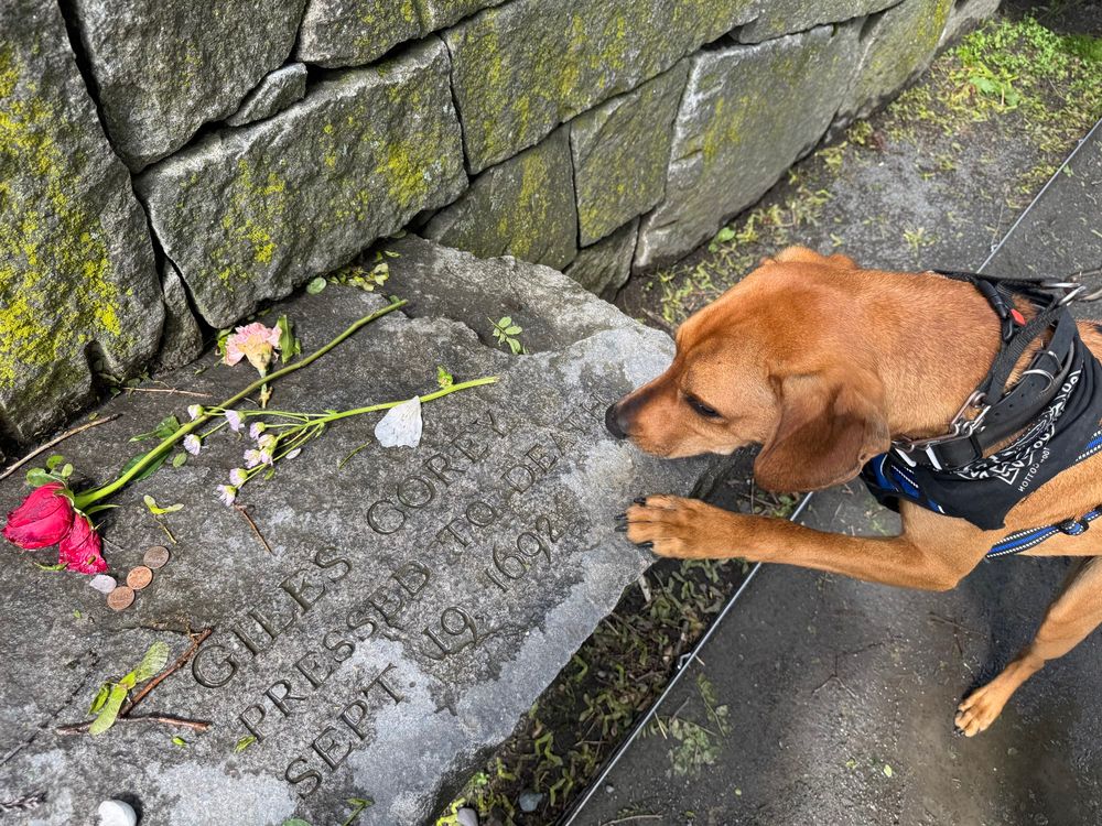 Comet a copper coated hound looks over the memorial marker for Giles Corey a victim of the Salem witch trials whose famous last words being crushed to death by stones was “More Weight!”