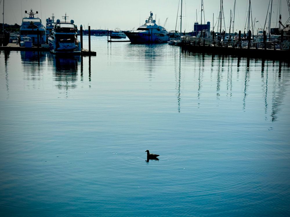 Siloutte of a duck wading in a dock area with boats moored in the water.  