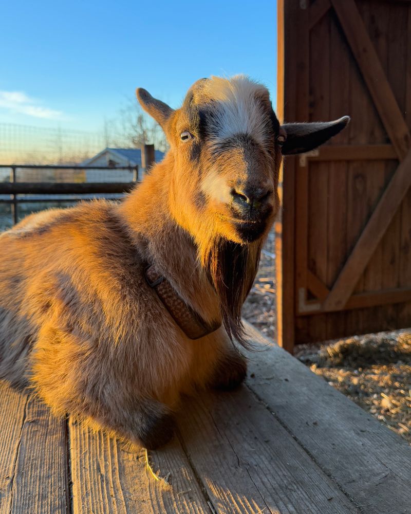 A tricolor goat sits on a picnic staring at the camera with a cheesed expression. There is blue sky in the background.