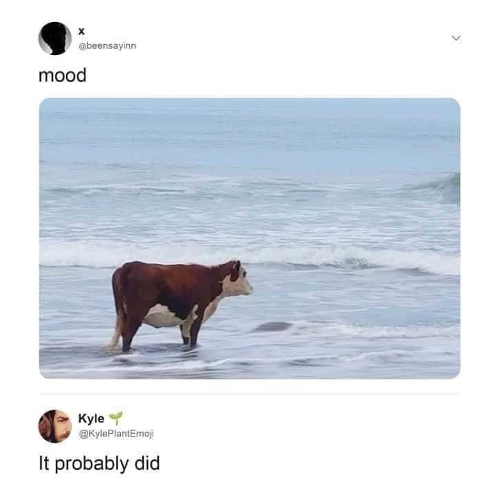A screenshot of a Twitter post showing a cow on a beach. Tbe user added the comment ‘mood’, to which another user replied. ‘It probably did’. 

 (The guy who made the joke is @KylePlanEmoji who should be named cause he’s made me laugh for hours at this)