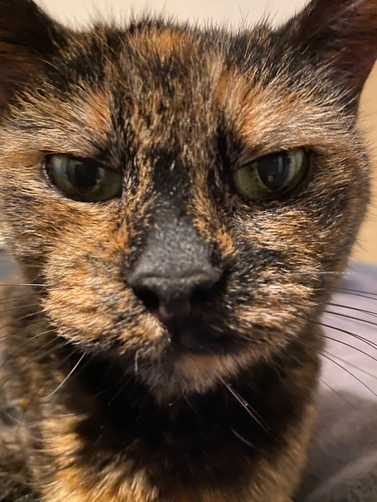 Close up of an elder tortoiseshell cat with a stern expression 