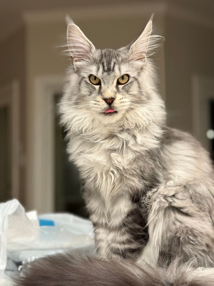 A silver and black kitten with gold eyes, the tip of his bright pink tongue sticking out.