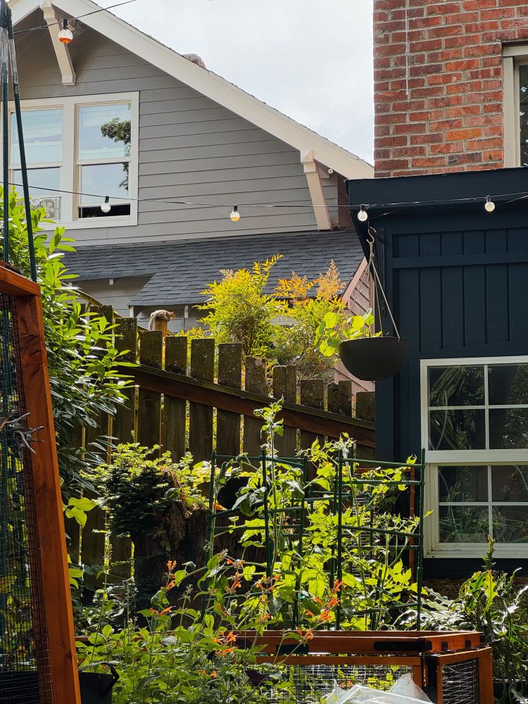 Photo of a back yard covered in green plants. Photo centers an old wood fence where a young squirrel is enjoying a sun beam 