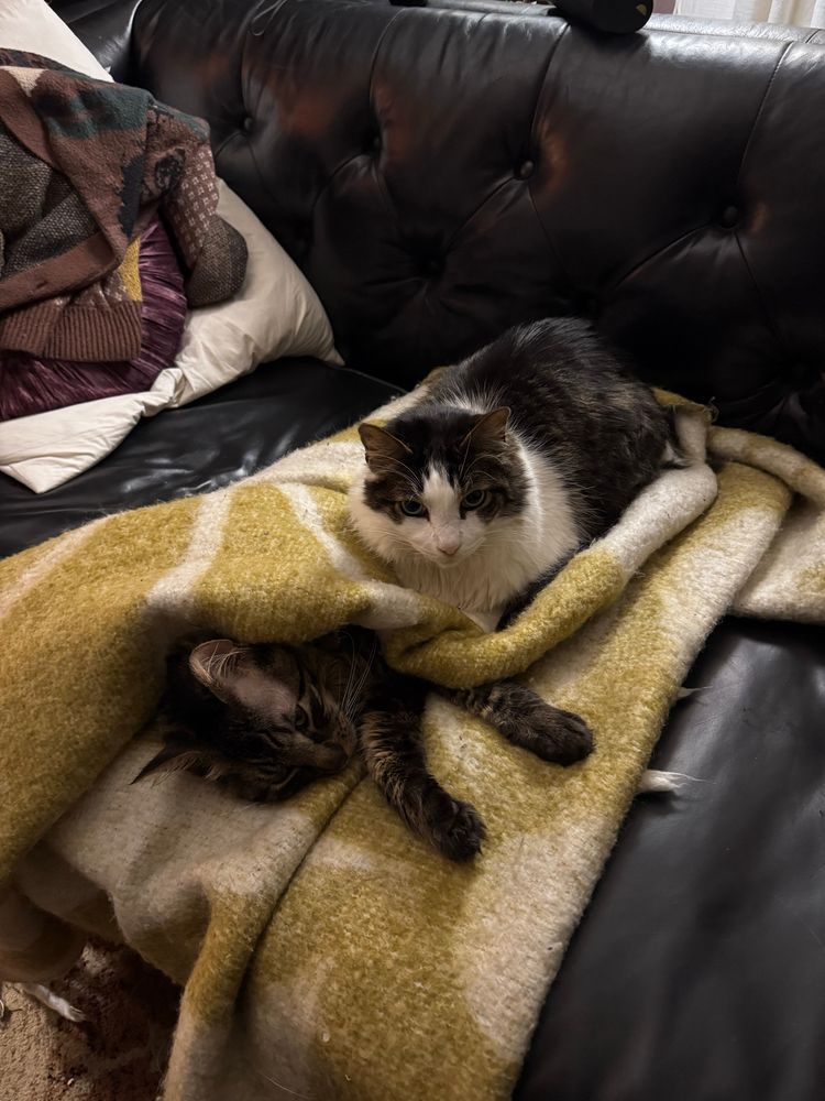 Photo of a cat wrapped in a blanket, another cat is sitting on him