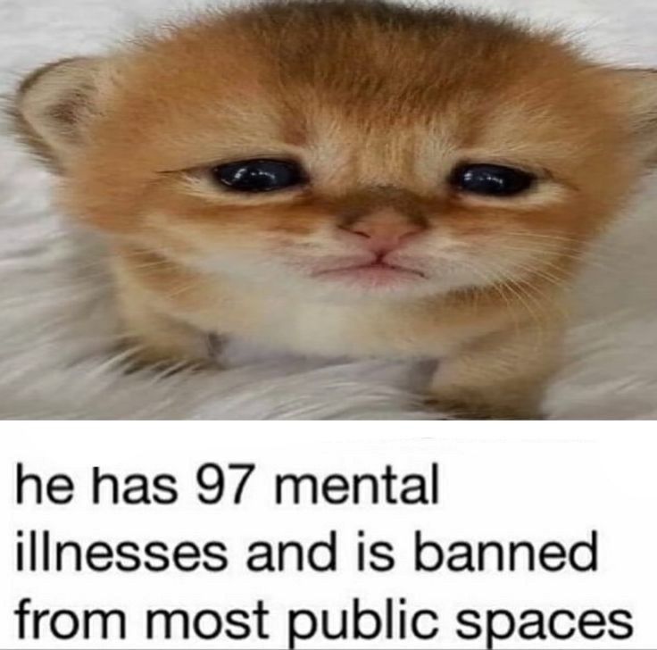 A meme about a cat being mentally ill and is banned from multiple public places