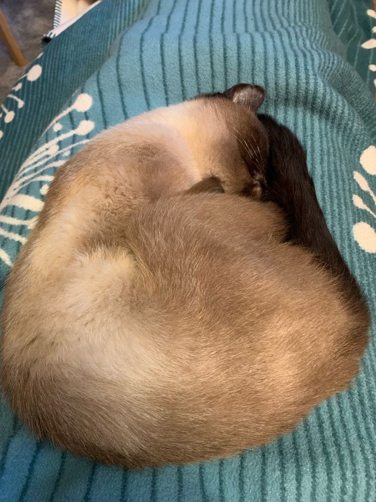 Schlafende Katze auf meinen Beinen unter einer Decke.