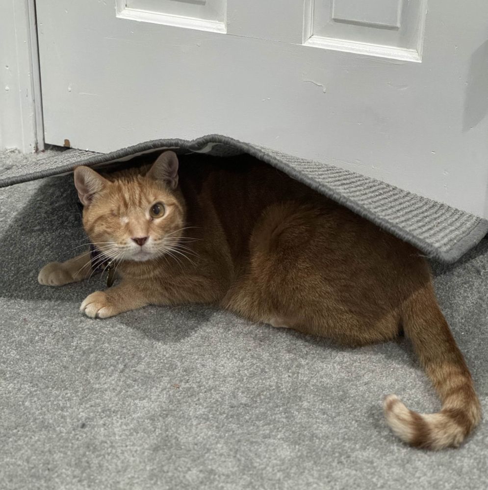 Photo of a one-eyed orange cat laying under a scratching rug