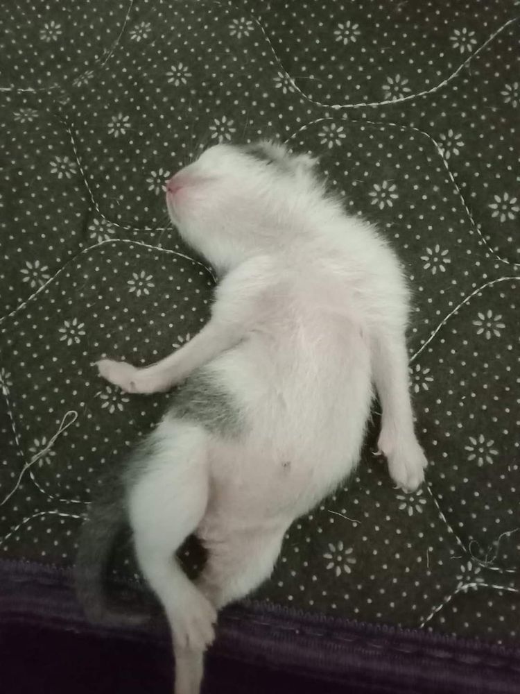 kitten lying down in a silly way. like a ballerina pose