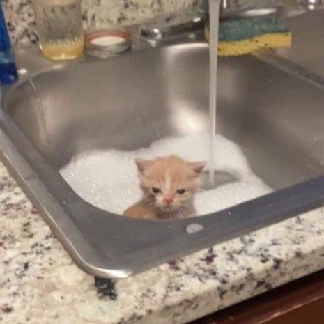 angry looking kitten in a sink with soap foam at the bottom. the water is running