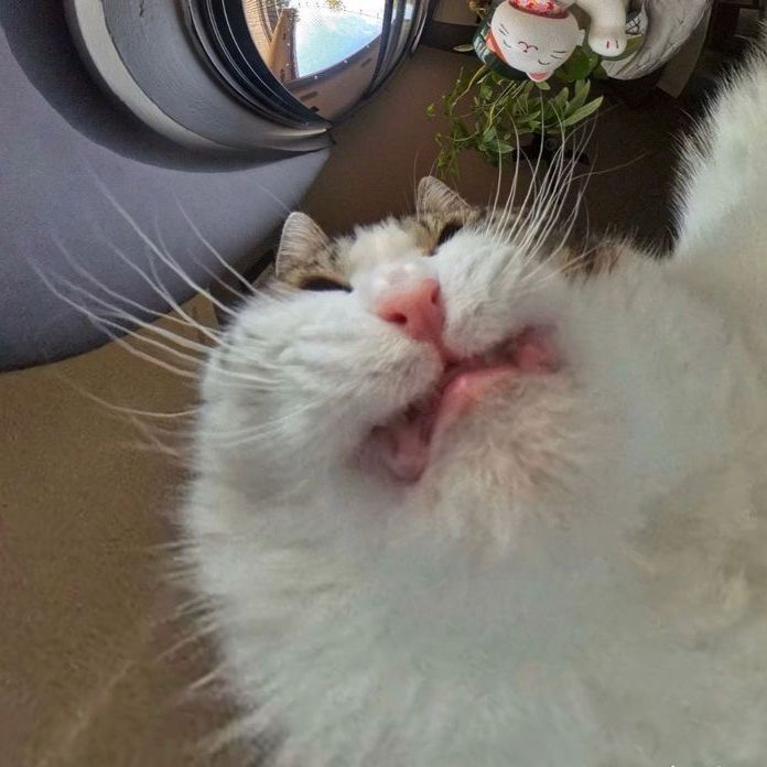 distorted photo of a cat in weird perspective. the cat has a strange look on their face and looks grotesque 