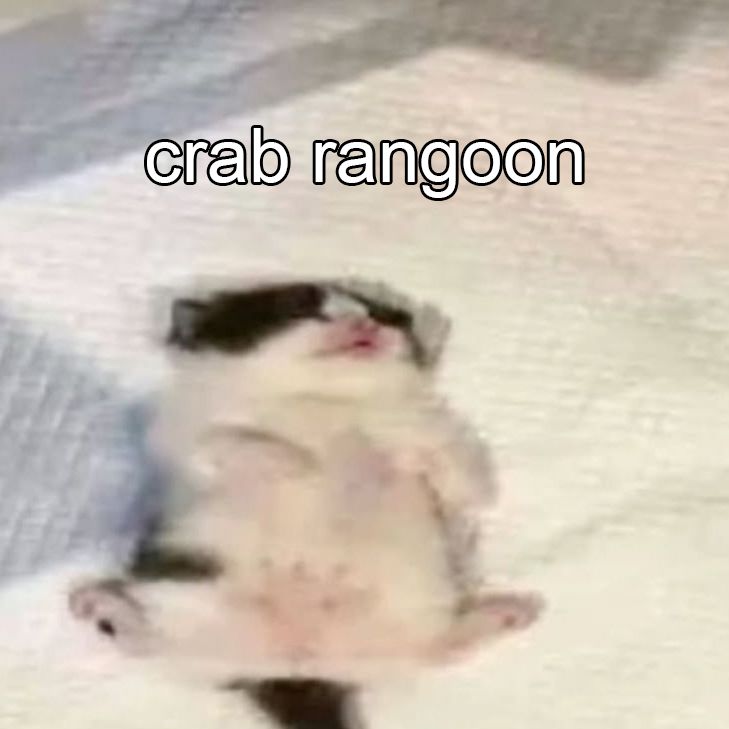 kitten lying on their back. text: crab rangoon