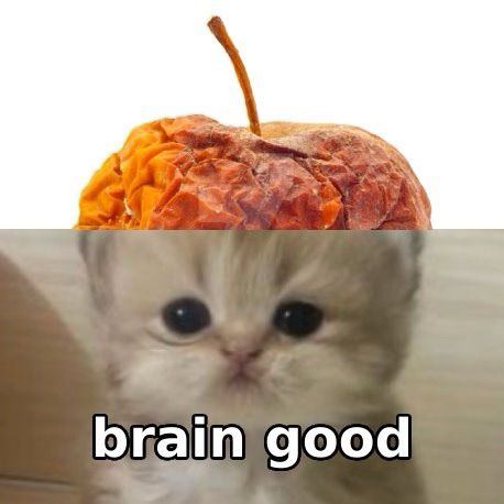 image of a kitten with a rotten apple edited above their head. 

bottom text: brain good